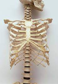 Ribs eight to ten are the false ribs and are connected to the sternum indirectly via the cartilage of the rib ibrahim, af and darwish: Brainstorm For 3 New Pieces Human Ribs Human Rib Cage Skeleton Anatomy