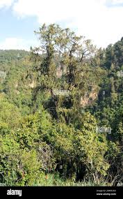 Image result for Juniperus procera