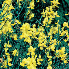 Image result for Broom Yellow 2018 Fleet