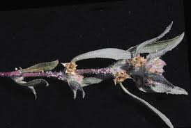 Image result for Bergia salaria