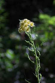 Image result for Lactuca indica