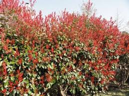 Pittosporum Tobira Nana Pepiniere Ecologique La Maison Du Bananier En 2020 Arbuste Arbustes A Feuillage Persistant Feuillage Persistant