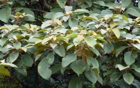 Image result for Cordia