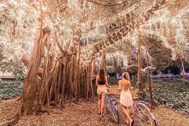 Behold The City Botanic Gardens Adjacent To The Goodwill Bridge Here You Will Find Two Magical Fig Trees Covered In Fairy Lights Share With A Friend Who Need