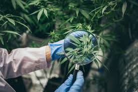 Endangered species of plants or wildlife, whether alive or dead, including any parts of and articles made from them. History As South African Company Medcan Import Medical Cannabis Flower Into The Uk Mighty News