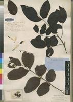 Image result for Lannea antiscorbutica