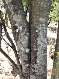 Image result for Mystroxylon