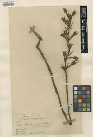 Image result for Platycoryne crocea
