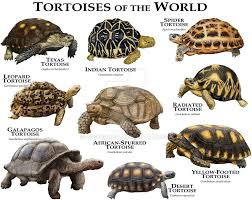Tortoises Of The World By Rogerdhall On Deviantart Totally
