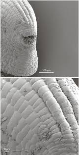 Image result for Sclerodactylon macrostachyum