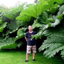 Image result for Gunnera