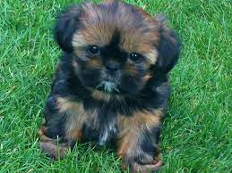 Tiny Imperial Shih Tzu Female Puppy For Sale Bournemouth Dorset Pets4homes Shih Tzu Puppy Imperial Shih Tzu Cheap Puppies