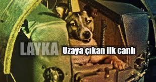 Layka Uzaya Gonderilen Ilk Canli Olma Ozelligi Tasiyan Kopek