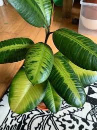 Known as chlorosis, yellowing happens when something interferes with. Rubber Plant Leaves Are Turning Light Green Yellow Plantclinic