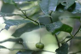 Image result for Olax pentandra