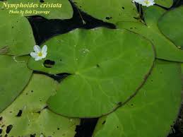 Image result for Panicum nymphoides