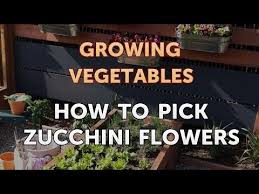 We did not find results for: How To Pick Zucchini Flowers Youtube