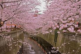 Known as hanami in japanese, cherry blossom festivals are an important custom and are held all over japan during the spring. Everything You Need To Know About Japanese Cherry Blossom Sakura Coto Japanese Academy