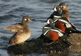 Types Of Ducks Geese Duck Identification