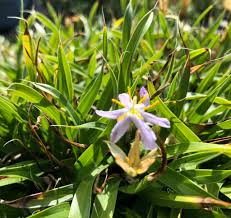 Image result for Xerophyta humilis