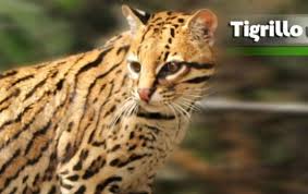 El 12 por ciento de los mamíferos de colombia habitan en los bosques de este municipio. Zoologico Santacruz Cusumbo