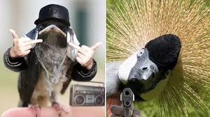 Birds With Arms And Attitude What Is A Bird Animals Funny Animals