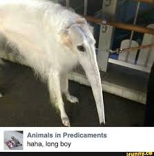 The use of animals in entertainment creates serious issues both in terms of the welfare of the individual animal as well as. Animals In Predicaments Ha Long Boy Ifunny