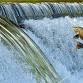 Salmon Watch - Nov 7 @ North Mountain Park event image