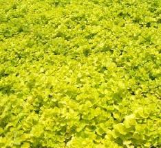 Image result for Lysimachia djalonis