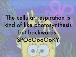 Photosynthesis And Cellular Respiration By Enrique And Photosynthesis And Cellular Respiration Photosynthesis Cellular Respiration