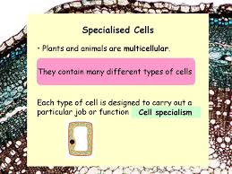 Maybe you would like to learn more about one of these? Draw An Animal Cell And Label It Draw A Plant Cell And Label It Ppt Download