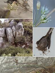 Maybe you would like to learn more about one of these? Allium Symiacum Amaryllidaceae A New Species From Symi Island Se Aegean Greece