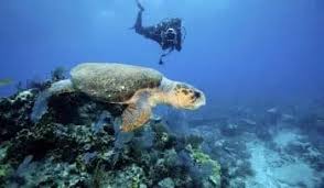 Image result for Scuba Blue 2017 A1