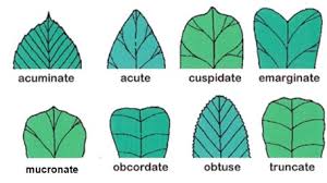 Image result for leaf margin entire