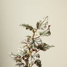 Image result for Begonia elatostemmoides