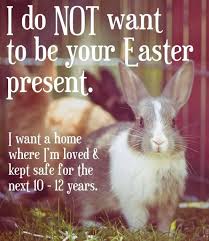 Please Don T Give Live Animals As Easter Presents Easter Presents Pet Bunny New Zealand Rabbits