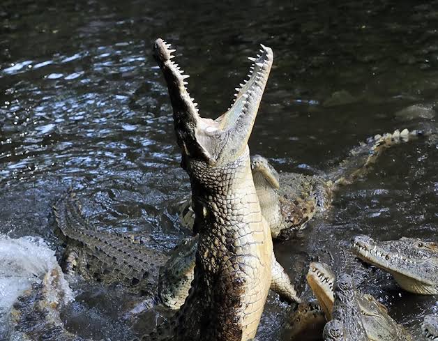 How to Survive a Crocodile Attack - Crocodilian Safety Guide