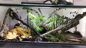 Terra For Snails Pet Snails Pet Tank Reptile Tank