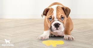 Yellow dog vomit, red dog vomit, green dog vomit. 3 Reasons Your Dog Vomits Yellow What To Do About It Dogs Naturally