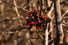 Image result for Basananthe sandersonii