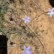 Image result for Wahlenbergia krebsii