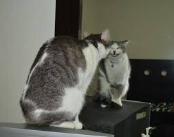 And, it's not restricted to pets, either. 20 Comical Photos That Prove Some Animals Are Really Big Jerks