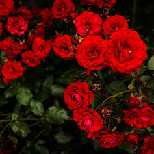 Check spelling or type a new query. Szkolka Roz Hyzowie Posts Facebook