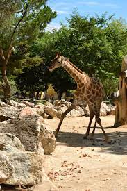 Navegue pelas 430,202 jardim zoológico imagens e fotografias de stock disponíveis ou pesquise por safari ou parque de diversão. Jardim Zoologico De Lisboa O Que Fazer Em Lisboa