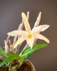 Image result for Habenaria microsaccus