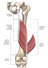 Tendon length is determined by genetic predisposition, and has not been shown to either increase or decrease in response to environment, unlike muscles, which. Intramuscular Hamstring Tendon Injury Prognosis Surgical Repair And Rehabilitation