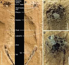 What organ is behind your right lower rib and cup hood / 複線ポイントレール④: Evolutionary Scenario Of The Early History Of The Animal Kingdom Evidence From Precambrian Ediacaran Weng An And Early Cambrian Maotianshan Biotas China Springerlink
