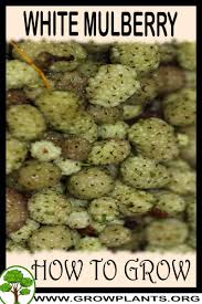 Mulberries look like elongated blackberries yet become deep purple, red, black, or white on ripening. White Mulberry How To Grow Care