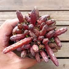 Image result for Huernia volkartii