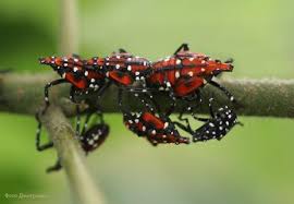 Image result for Scleria delicatula